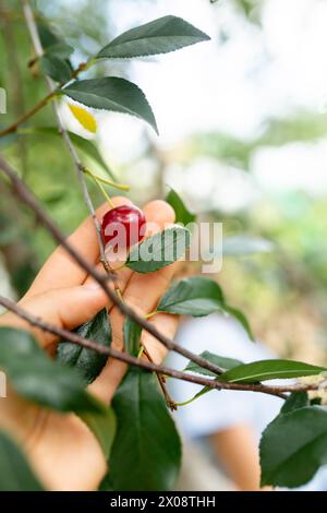Immagine ravvicinata che cattura il momento in cui una mano prende delicatamente un ciliegio rosso brillante da un rigoglioso ramo di albero, su uno sfondo morbido e sfocato Foto Stock