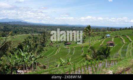 Lussureggianti campi di riso terrazzati sotto un cielo limpido a Bali, Indonesia Foto Stock
