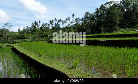 Lussureggianti risaie verdi con terrazze si dispiegano sotto il luminoso sole tropicale tra alte palme nella campagna di Bali Foto Stock