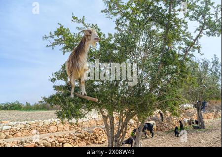 Una vista unica di capre arroccate in alto in un albero di argan con un tradizionale muro di pietra e paesaggio marocchino sullo sfondo Foto Stock