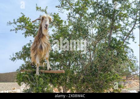 Una capra dai capelli lunghi in piedi su un ramo di un albero di argan, contro un cielo blu, nel Marocco rurale Foto Stock