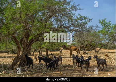 Capre che pascolano sotto gli alberi con un cammello sullo sfondo in una giornata di sole in Marocco Foto Stock