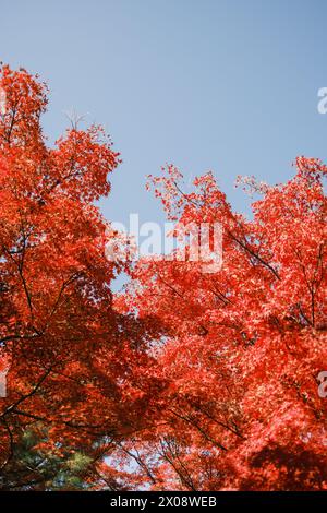 Foglie d'acero rosso vibrante contro un cielo azzurro, che mostra gli splendidi colori autunnali per cui il Giappone è famoso in autunno Foto Stock