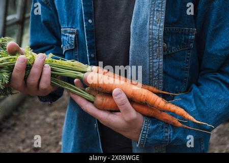Una persona corta e irriconoscibile tiene con orgoglio un mucchio di carote appena raccolte in un giardino Foto Stock
