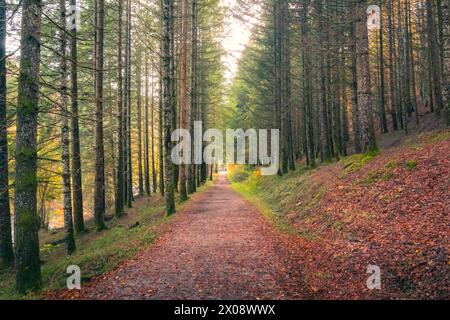 La luce dolce dell'alba illumina un sentiero forestale a Selva de Irati, invitando a una tranquilla passeggiata tra gli alti pini e il morbido tappeto d'autunno Foto Stock