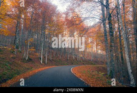 Una strada tortuosa attraversa il cuore della Selva de Irati, ricoperta da un ricco arazzo di foglie autunnali, sotto il soffice bagliore della luce del sole Foto Stock