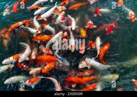 Una vivace e vivace vista dei colorati pesci koi mentre nuotano insieme in un tranquillo laghetto situato in Vietnam. Foto Stock