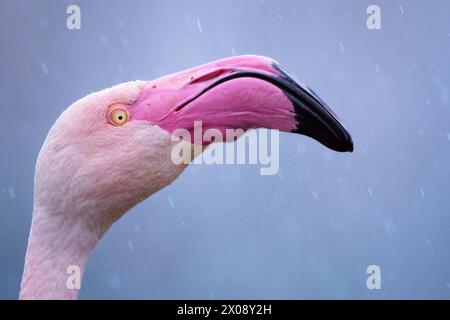 Un ritratto dettagliato di un fenicottero o foenicoptero roseo che mostra il suo brillante becco rosa su un morbido sfondo grigio con gocce di pioggia. Foto Stock