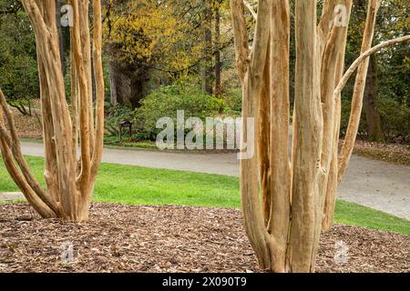 WA25141-00...WASHINGTON - tronchi d'albero multipli di un Muskogee Crape Myrtle situato presso il Washington Park Arboretum di Seattle. Foto Stock