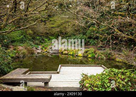 WA25153-00...WASHINGTON - piccolo laghetto con cavolo Skunk in fiore nell'area Woodland Garden del Washington Park Arboretum a Seattle. Foto Stock