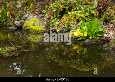 WA25154-00...WASHINGTON - piccolo laghetto con cavolo Skunk in fiore nell'area Woodland Garden del Washington Park Arboretum a Seattle. Foto Stock