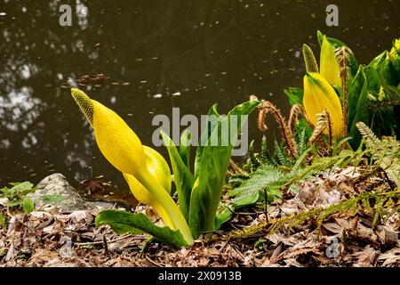 WA25155-00...WASHINGTON - piccolo laghetto con cavolo Skunk in fiore nell'area di Woodland Gardin del Washington Park Arboretum a Seattle. Foto Stock