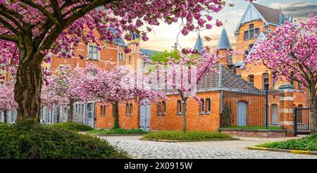 La primavera fiorisce a Gand, Belgio. Foto Stock