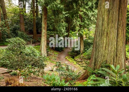 WA25163-00...WASHINGTON - Scorri attraverso una foresta a nord-ovest che include Western Red Cedars, Western Sword Ferns e rododendri. Foto Stock