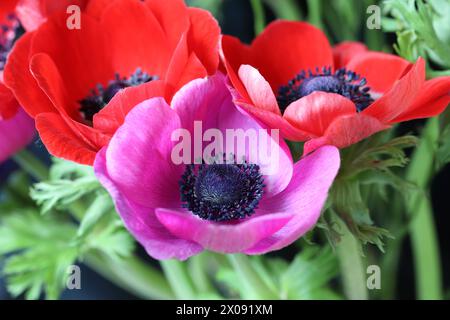 Primo piano di una splendida coronaria rosa anemone in fiore in un bouquet Foto Stock