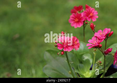 Primo piano di fiori di cotyledon "Eldora" di Lewisia color salmone su sfondo verde, vista laterale, spazio copia Foto Stock