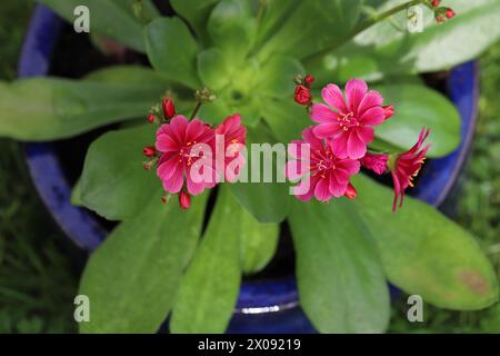 Primo piano di un salmone che fiorì Lewisia cotyledon "Eldora" in una piantatrice blu che guarda dall'alto le foglie lanceolate Foto Stock