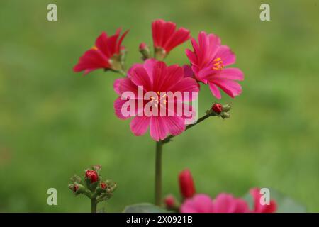 Vista ravvicinata dei bellissimi fiori color salmone di un cotyledon Lewisia eldora su uno sfondo verde sfocato Foto Stock