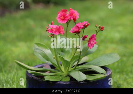 Primo piano di un cotyledon Lewisia "Eldora" in fiore in una piantatrice blu, sfondo verde sfocato Foto Stock