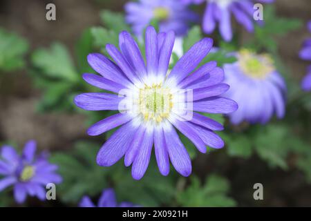 Vista ravvicinata del bellissimo fiore radiale di un anemone blu blanda con messa a fuoco selettiva Foto Stock