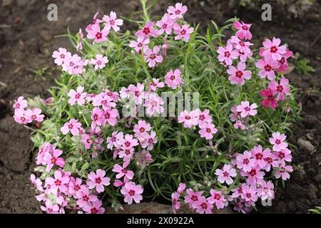 Vista ravvicinata dei bellissimi fiori rosa phlox subulata a forma di stella in un letto da giardino con vista dall'alto Foto Stock