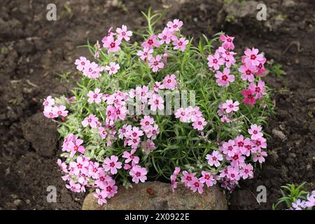 Primo piano di una pianta phlox subulata rosa in fiore in un letto da giardino Foto Stock