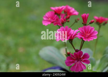 Primo piano di un cotyledon Lewisia "Eldora" in fiore al salmone, sfondo verde sfocato, spazio di copia Foto Stock