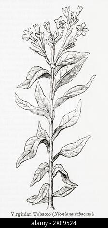 1870, incisione botanica del XIX secolo / illustrazione della pianta del tabacco della Virginia (Nicotiana tabacum) - usata come pianta medicinale. Vedere Note. Foto Stock