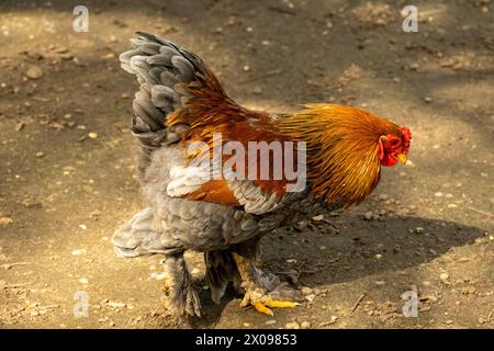 rooster in movimento in cerca di cibo Foto Stock