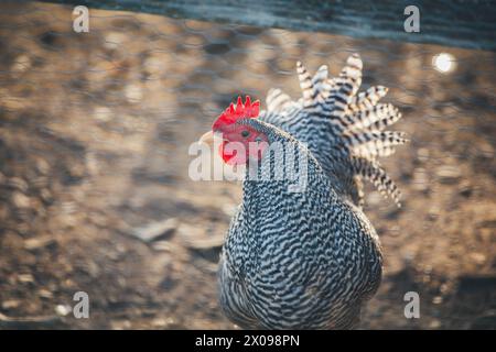 Gallo nano Amrock (Gallo di Amrock Bantam) Foto Stock