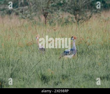 Gru Crested ugandese nel parco nazionale di Mauro, uccello nazionale dell'Uganda, Africa Foto Stock