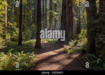 Un sentiero forestale con un grande albero al centro. Il sole splende attraverso gli alberi, creando un'atmosfera calda e invitante Foto Stock