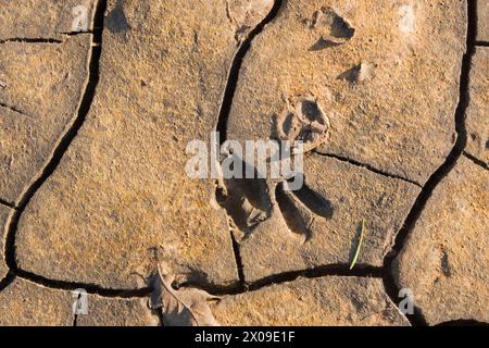 Tracce di un cervo in fango secco e incrinato Foto Stock