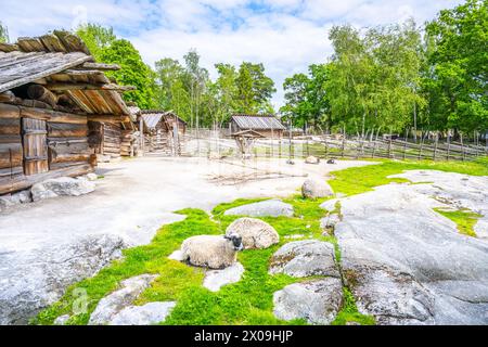 Le pecore pascolano pacificamente tra le storiche fattorie in legno del museo all'aperto Skansen di Stoccolma, sullo sfondo di lussureggianti alberi verdi e rocce coperte di muschio. Svezia Foto Stock