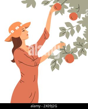 La donna sta raccogliendo mele. Una ragazza vicino a un melo. Persone attive lavorano nella fattoria in giardino. Stagione della frutta autunnale. Illustrazione vettoriale su bianco Illustrazione Vettoriale