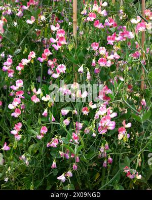 Primo piano della rosa rosa crema lavanda fiori variegati della pianta annuale d'arrampicata del giardino Lathyrus hammettii danzatore spagnolo. Foto Stock