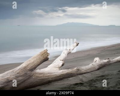 Legno di mare, chiamato anche Driftwood. Dopo le nuvole sulle spiagge, è facile trovare tronchi e rami portati in mare da fiumi e torrenti allagati. Foto Stock