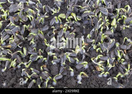Vista dall'alto dei semi di girasole che germogliano nel terreno, con piantine verdi che emergono dal suolo nero Foto Stock