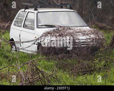 La vegetazione avvolge il corpo abbandonato di una Fiat uno, un modello di auto prodotta dalla casa automobilistica italiana FIAT tra il 1983 e il 1995 Foto Stock