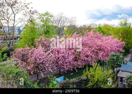 Kirschblüte Hanami Menschen bestaunen ore 10. Aprile 2024 Die Kirschblüte auf dem ehemaligen Mauerstreifen an der Norwegerstraße unweit der Bornholmer Straße a Berlino Prenzlauer Berg. Berlin Berlin Deutschland  MG 2089 *** la fioritura dei ciliegi Hanami si stupisce per la fioritura dei ciliegi del 10 aprile 2024 sull'ex muro di Norwegerstrasse non lontano da Bornholmer Strasse a Berlino Prenzlauer Berg Berlin Berlin Germany MG 2089 Foto Stock