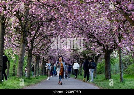 Kirschblüte Hanami Menschen bestaunen ore 10. Aprile 2024 Die Kirschblüte auf dem ehemaligen Mauerstreifen an der Norwegerstraße unweit der Bornholmer Straße a Berlino Prenzlauer Berg. Berlin Berlin Deutschland FH0A9330 *** la fioritura dei ciliegi Hanami si stupisce per la fioritura dei ciliegi del 10 aprile 2024 sull'ex muro di Norwegerstraße non lontano da Bornholmer Straße a Berlino Prenzlauer Berg Berlino Berlino Germania FH0A9330 Foto Stock