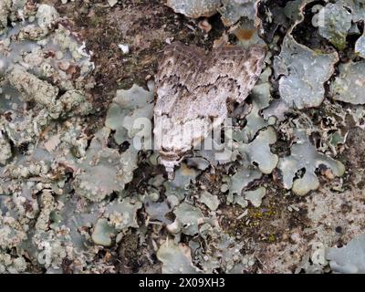 Almeno Black Arches, Nola confusalis, che riposa su un tronco. Foto Stock