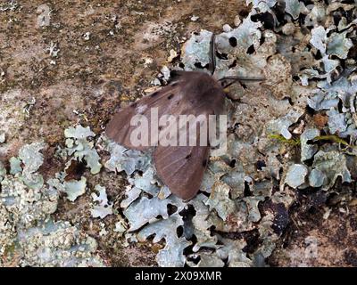 Un Muslin Moth, Diaphora mendica, che poggia su un ramo di betulla d'argento. Foto Stock