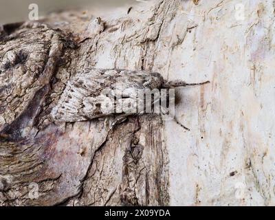 Un'antica falena grigia, Xylocampa areola, che riposa su un ramo coperto di lichene. Foto Stock