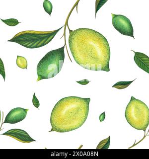 Acquerello con motivo lime senza cuciture con limoni verdi e ramoscello di lime con foglie. Frutta gialla dipinta a mano isolata su sfondo bianco. Agrumi freschi Foto Stock
