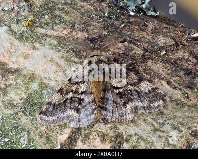 A Brindled Beauty, Lycia hirtaria, che riposa su un tronco. Foto Stock