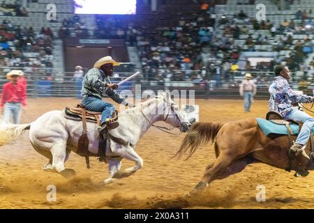 Little Rock, Arkansas, Stati Uniti. 6 aprile 2024. MARCUS VERSUS gareggia nella staffetta a otto uomini durante la seconda sconfitta annuale The Beast Rodeo al Barton Coliseum di Little Rock, Arkansas contro anche le competizioni nel ranch bronc event fu il Bill Picket Invitational Rodeo Ranch Bronc Champ del 2023. Versus gareggerà al rodeo Bill Pickett tutto esaurito a Memphis Tennessee il secondo fine settimana di aprile e per tutta la stagione fino al campionato a fine settembre a Washington DC (Credit Image: © Brian Branch Price/ZUMA Press Wire) SOLO PER USO EDITORIALE! Non per USO commerciale! Foto Stock