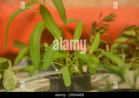 Verdure di cavolo verde con metodo di coltivazione idroponico. Applicazione dell'agricoltura moderna nelle aree urbane Foto Stock