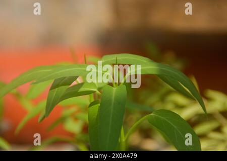 Verdure di cavolo verde con metodo di coltivazione idroponico. Applicazione dell'agricoltura moderna nelle aree urbane Foto Stock