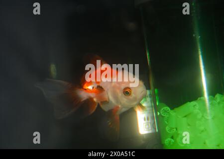 Pesce Koi (Cyprinus rubrofuscus) isolato su sfondo nero con percorso di ritaglio Foto Stock